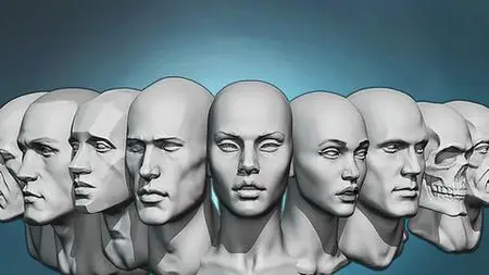 Head Anatomy And Sculpting Exercises Course