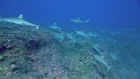 Sharks 3D (2010)