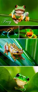 Stock Photo - Frog