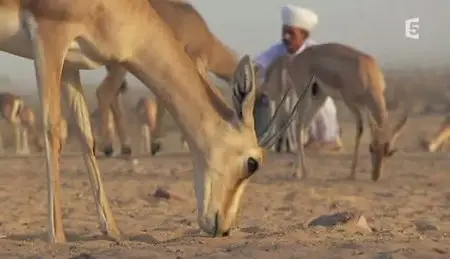 (Fr5) Rajasthan, l'âme d'un prophète (2011)
