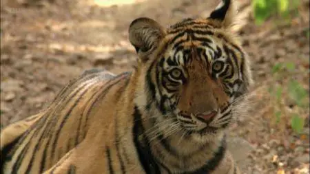 BBC Natural World - Queen of Tigers (2012)