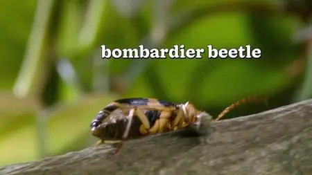 Absurd Planet S01E06