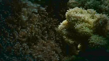 BBC - Great Barrier Reef with David Attenborough (2016)