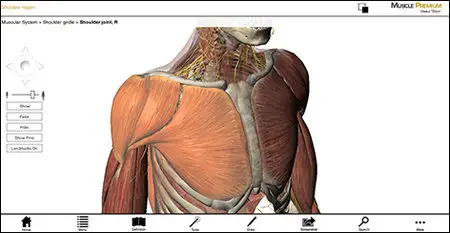 Visible Body Muscle Premium v3.1.3
