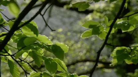 Natural World S37E07
