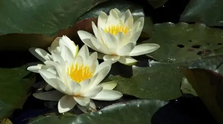 HD Moods: Flowers (2008)