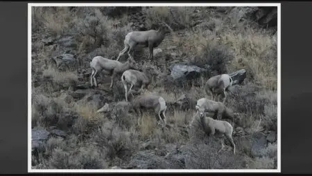 Kelby Training - Yellowstone Big Game Photography with Moose Peterson [repost]