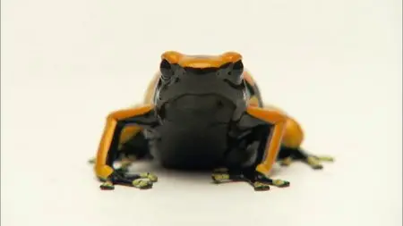 PBS Nature - Frogs: The Thin Green Line (2009)