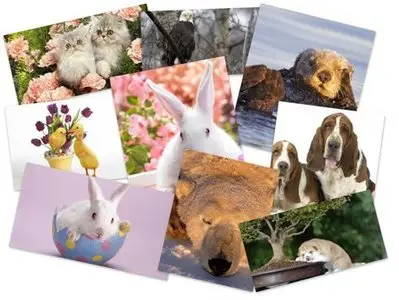 40 Animals Planet HQ Wallpapers