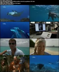 National Geographic Manta Mystery (2011)