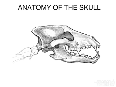 The Gnomon Workshop: Introduction to Animal Anatomy [repost]