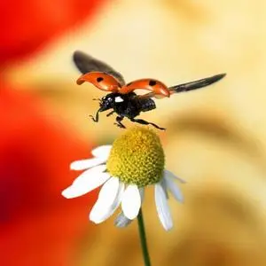 Imagestate SS17 Unique Images of Animals