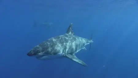 Sharks 3D (2010)