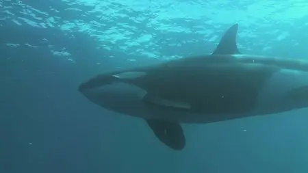 Dolphins and Whales : Tribes of the Ocean 3D (2010)