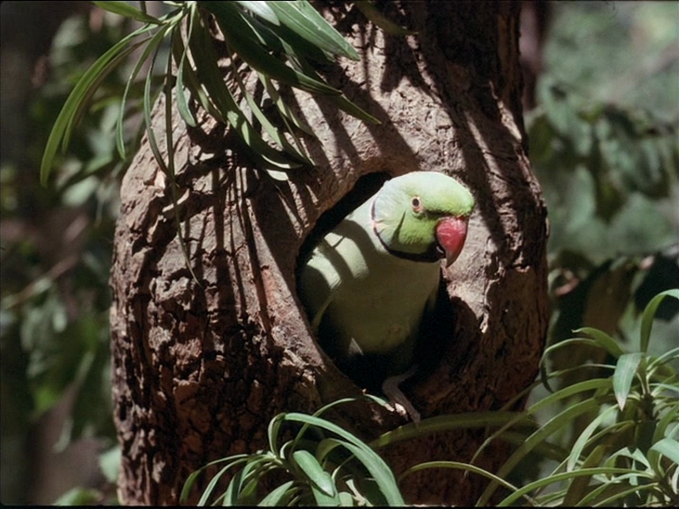 Chyornaya Gora / Black Mountain (1972)