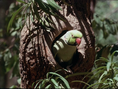 Chyornaya Gora / Black Mountain (1972)