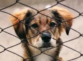Coursera - Animal Behaviour and Welfare by The University of Edinburg