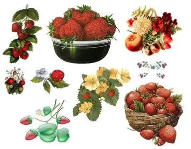 Strawberries