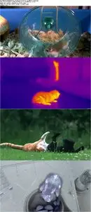 BBC - Pets: Wild at Heart (2015)
