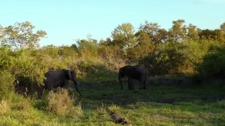 Wildlife South Africa: Big Five / Тайны планеты Земля. Дикая Южная Африка: Большая Пятёрка (2012)