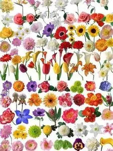 80 kinds of flowers