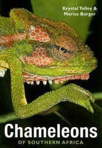 Chameleons of Southern Africa