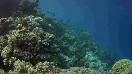 BBC - Great Barrier Reef with David Attenborough (2016)