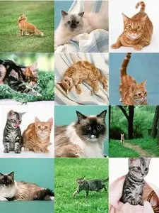50 Stock Photo Cats Pack2