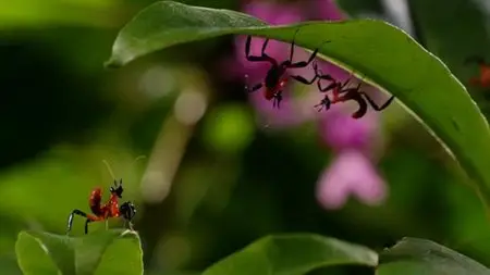Le Voyage De La Vie (E01/06) Premiers Pas (2014)