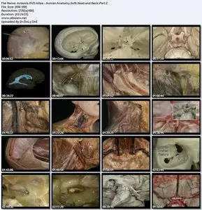 Atlas of Human Anatomy in 3D (Disc 5 of 6: The Head and Neck, part 2)