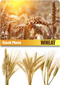 Stock Photo - Wheat