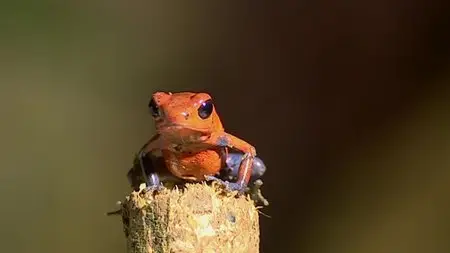 BBC - Natural World: Attenborough's Fabulous Frogs (2014)