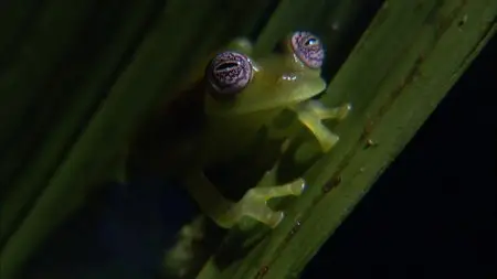 PBS Nature - Frogs: The Thin Green Line (2009)