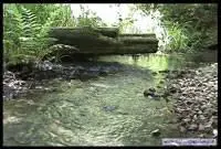 NaturePainter Zen Moment Screensaver FULL 