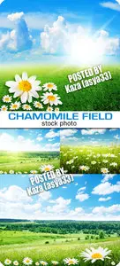 Chamomile fields 3