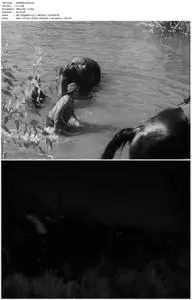 The Overlanders (1946)