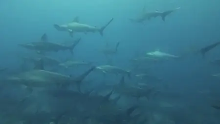 Sharks 3D (2010)