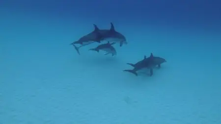 Dolphins and Whales : Tribes of the Ocean 3D (2010)