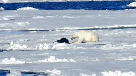Channel 4 - Britain's Polar Bear Cub (2018)