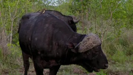 Wildlife South Africa: Big Five / Тайны планеты Земля. Дикая Южная Африка: Большая Пятёрка (2012)