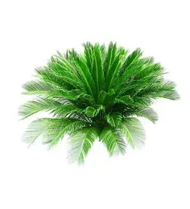 Plant - Psd