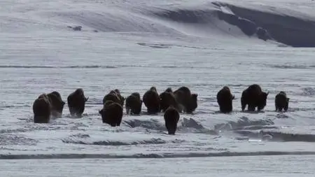 Yellowstone Battle For Life (2009)