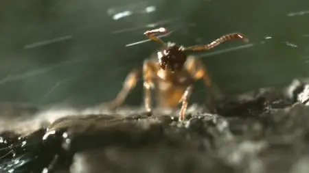 Absurd Planet S01E06