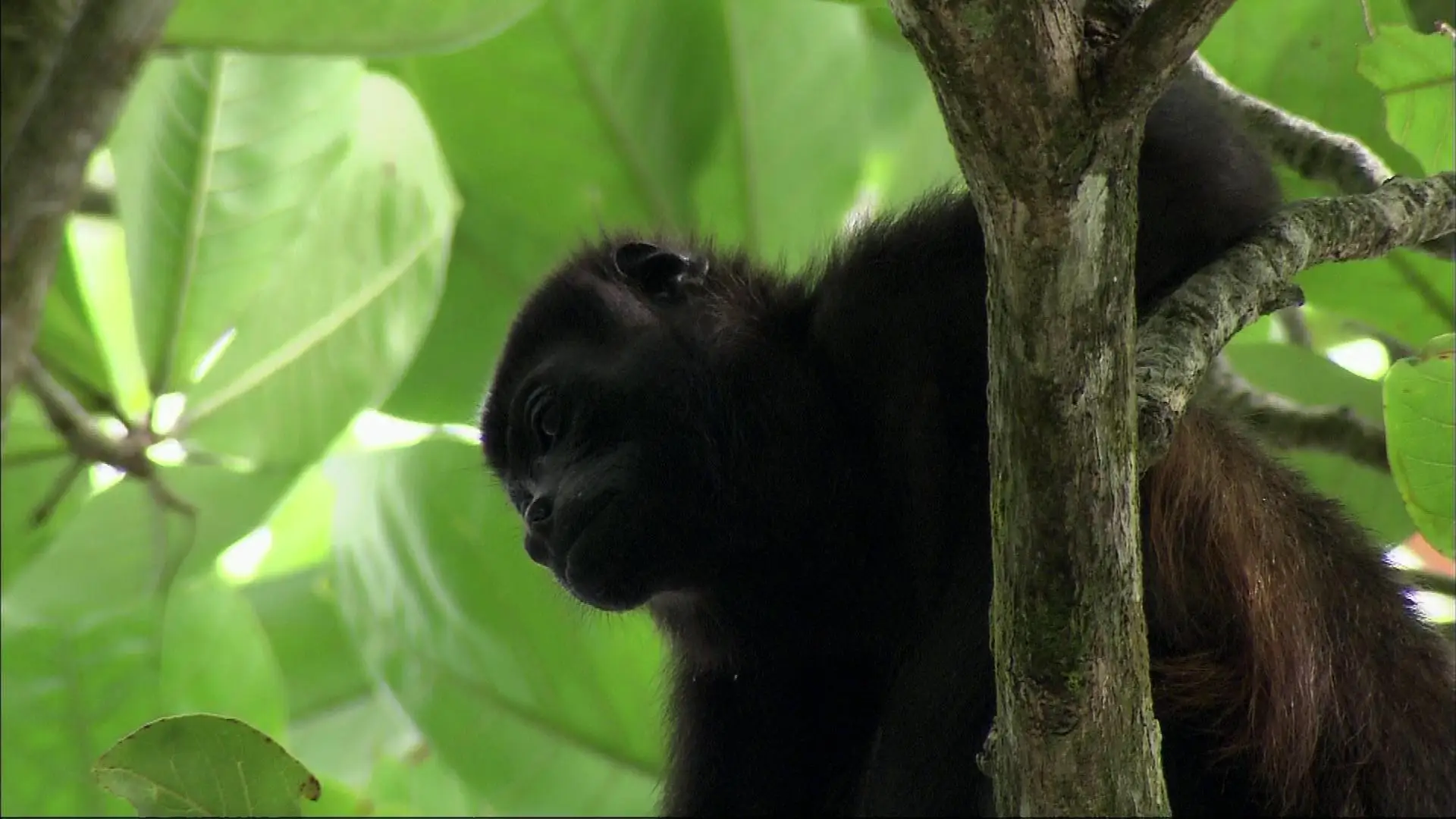 Water Life - Planet Water (2009)