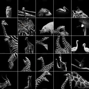 Just beautiful animal's fotos