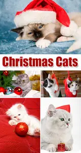 Stock Photo - Christmas Cats