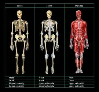 Locomotor apparatus | Anatomy and Radiology DVD