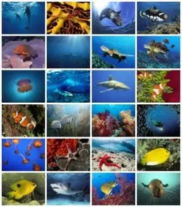 Webshots - Under The Sea - High Quality & Wide Screen