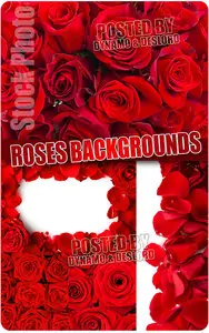 Roses backgrounds - UHQ Stock Photo