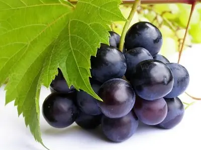 Fruit 